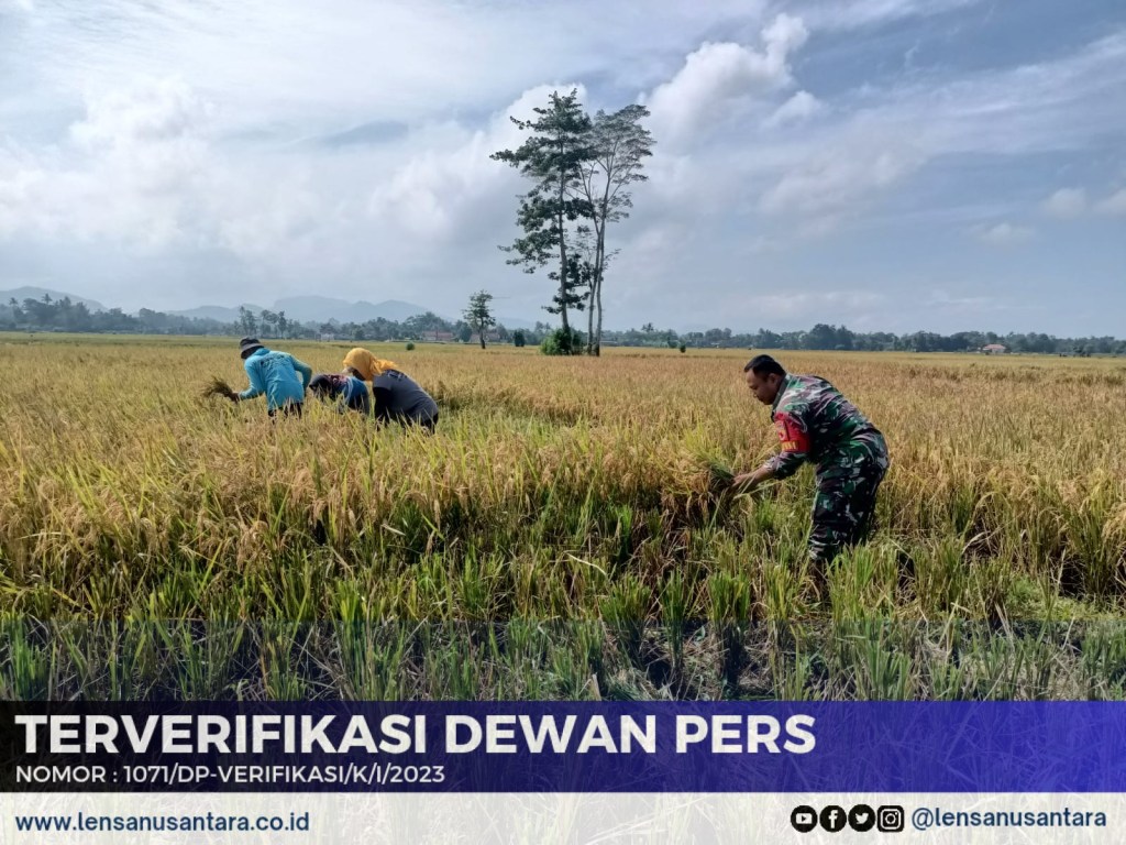 Panen Padi Lancar, Warga Kademangan Apresiasi Perqn Babinsa Kodim 0822 Bondowoso